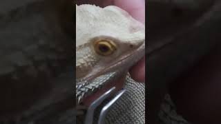 Delicate Bearded Dragon SHED removal from facesatisfying [upl. by Mylander831]