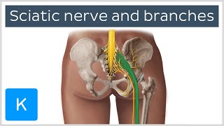 Sciatic nerve branches course and clinical significance  Human Anatomy  Kenhub [upl. by Ahseital156]