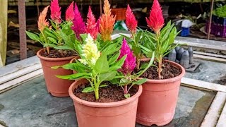 How to grow celosia from seedsসেলোসিয়ার বীজ থেকে চারা তৈরি পদ্ধতি [upl. by Nirrok]