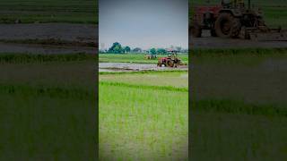 Beginning of kharif season in jammu 🌾  seasonal crop  Rice cultivation 🍚  nature food rice [upl. by Kelila]