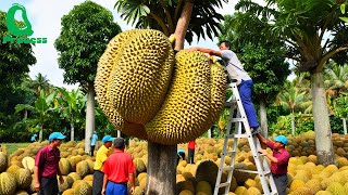 Amazing DURIAN Farm Harvests  How Thailand Grows and Prepares Street Food  Durian Factory [upl. by Eiggep]