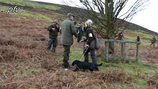 Watch FTCh WINDWITHE SOLITAIRE of STRIGIDAE runs at the 2019 Kennel Club CockerSpaniel Championship [upl. by Fineman867]