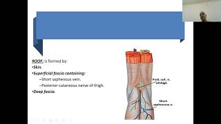 Spaces amp fasciae lower limb 13 [upl. by Seema292]