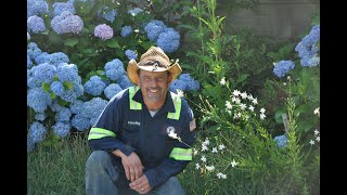 Walled Garden Hydrangea Border  Early July 2020 [upl. by Anaugal]