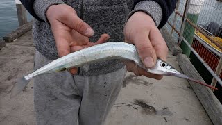 How To Catch Garfish Easy  Fishing From the Pier  Jetty [upl. by Rimhsak612]