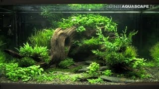 Aquascaping  The Art of the Planted Aquarium 2013 XL pt2 [upl. by Jaehne]