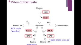 095Glycolysis Summary Fates of Pyruvate [upl. by Enomes]