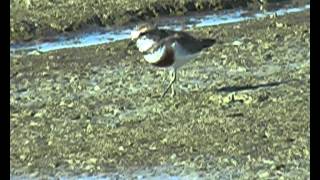 New Zealand Birds Banded Dotterel Charadrius bicinctis feeding [upl. by Ereynihc170]