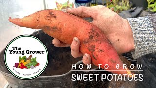 How To Grow Sweet Potatoes UK [upl. by Ahsiener]