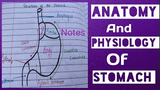 Notes Of Stomach Anatomy And Physiology [upl. by Ailecec687]