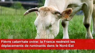 Fièvre catarrhale ovine la France restreint les déplacements de ruminants dans le NordEst [upl. by Alebasi]