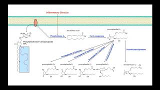 Eicosanoid Biosynthesis Part 1  Prostaglandins amp Thromboxane A2 [upl. by Einon]