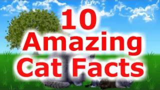 10 Amazing Facts about Cats [upl. by Ettennaj663]