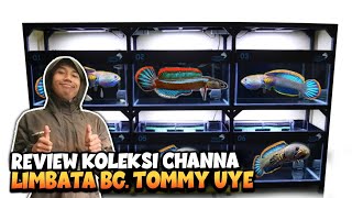 BIRU GONDRONG GALAK PARAH‼️Review Channa LIMBATA Bang Tommy Uye [upl. by Torry]