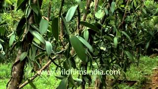 Vanilla plantation in Kerala India [upl. by Anilehs]