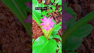 Discovering a beautiful cape york lily flower  lily flower [upl. by Sumedocin]