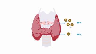 Understanding thryroid hormone production [upl. by Katzen]