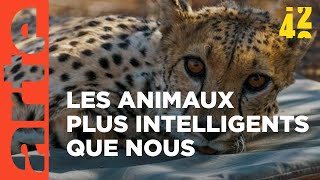 Les animaux  moins bêtes que nous   42 la réponse à presque tout  ARTE [upl. by Dougall]