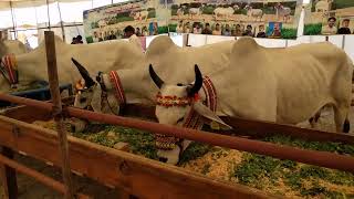 memory of sindh livestock Expo 2020 [upl. by Lynch350]