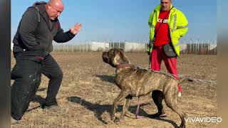 training defense of our young Bandogs Axim Alisa amp Alyia breeding Bandog Dynasty Héra x Bono [upl. by Nhguavaj440]