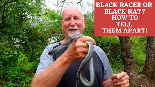 How to ID a Black Racer vs Black Rat Snake What is the difference [upl. by Etnahsa]