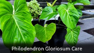 Philodendron Gloriosum Care  Propagation  Indoor Foliage plants [upl. by Ruben]