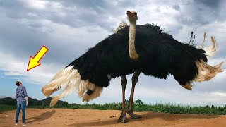 10 BIGGEST BIRDS In The World [upl. by Sebastian]