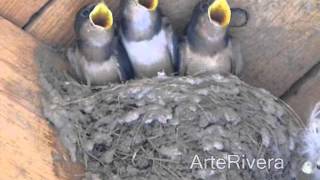 Golondrinas pichones Baby Swallow birds Hirundinidae [upl. by Ahsini]