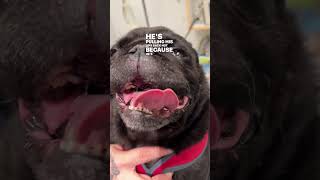 Pugs amp Brachycephalic Obstructive Airway Syndrome BOAS [upl. by Arinaj]