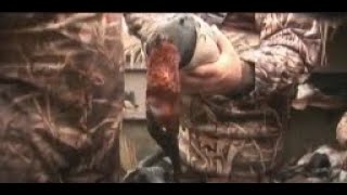 The Wingshooter quotDivers On The Bayquot Canvasback Duck Hunting in California [upl. by Orteip]