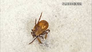 THREE ANT LIONS AND THE TICK Live feeding [upl. by Baggett]