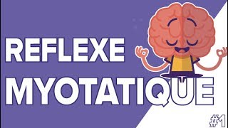 Le Réflexe Myotatique 1  SVT Terminales S  Mathrix [upl. by Akeme218]