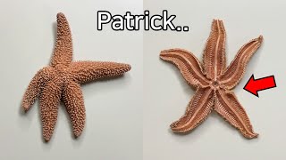 Strange Patterns Inside a Starfish   Starfish Dissection [upl. by Akemaj964]