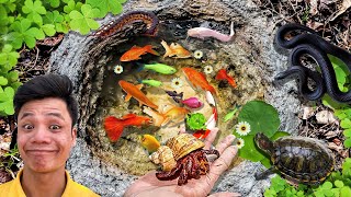 Amazing Catch Ornamental Tiny Shark in Pond Zebrafish Betta Fighting Fish Koi Fish Ranchu Fish [upl. by Erdnoid]