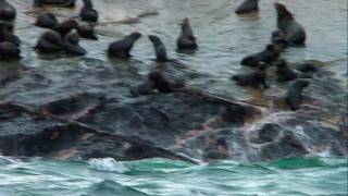 Deadly Waters  South African Sharks [upl. by Lobell]