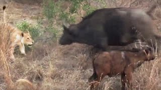 Battle Between Lions amp a Buffalo With Calf [upl. by Grosvenor479]