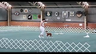 Basenji at Dances with Dogs trial  Oringo performing Intermediate freestyle routine [upl. by Procora880]