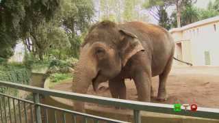 Bioparco di Roma  A tu per tu con la natura  Elefanti  wwwHTOtv [upl. by Whelan]