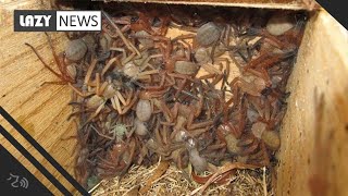 Shocking photo of a colony of huntsman spiders living together found in Australia [upl. by Rad548]