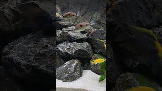 New Juwel Rio 350 aquarium African malawi cichlids [upl. by Elisabet31]