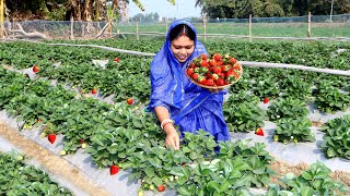 বাগান থেকে লাল লাল স্ট্রবেরি তুলে আজকের রেসিপি  Fresh Strawberry Collection From Farm [upl. by Eki]