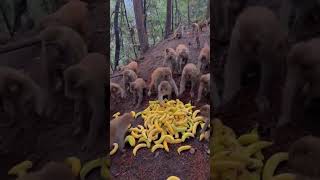 Monkeys eat bananas in seconds monkeys [upl. by Tshombe791]