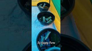 Unboxing Guppies Adding Them to Their New Tank 🥰 guppies guppylove guppyfish guppycare shorts [upl. by Venita187]