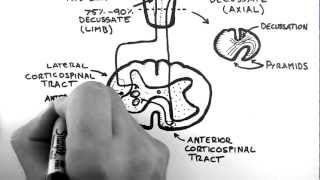 Spinal Pathways 4  Corticospinal Tract [upl. by Olds753]