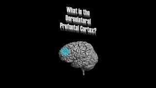 Dorsolateral Prefrontal Cortex DLPFC [upl. by Ecnerewal398]