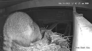 Raven Nest Cam Racoon egging more eggs [upl. by Fernas350]