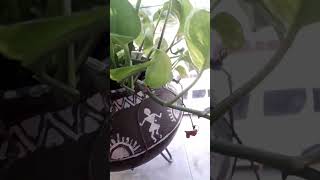 Money plant decorative ideaplants terracegarde indoorplants [upl. by Sackey]