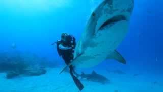 Ocean Ramsey Diving With Sharks to Promote Shark Conservation amp Awareness [upl. by Delcina604]