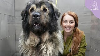 A MASSIVE Dog Breed Ive Never Even Heard Of Before  Šarplaninac [upl. by Haliak]