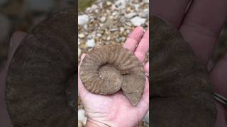 Palm Sized Ammonite Fossil discovery while Creek Walking for fossils North Texas fossilhunting [upl. by Samalla65]